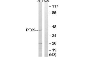 Western Blotting (WB) image for anti-Mitochondrial Ribosomal Protein S9 (MRPS9) (Internal Region) antibody (ABIN1850534) (MRPS9 抗体  (Internal Region))