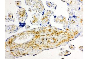 Immunohistochemistry (IHC) image for anti-Solute Carrier Family 2 (Facilitated Glucose Transporter) Member 8 (SLC2A8) (AA 461-477), (C-Term) antibody (ABIN3043992)