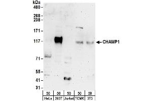 Western Blotting (WB) image for anti-Zinc Finger Protein 828 (ZNF828) (AA 762-812) antibody (ABIN7455084)