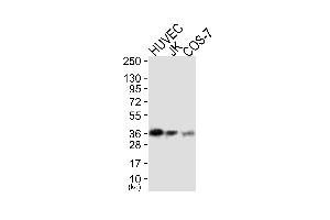 Western blot analysis of extracts from HUVEC cells (Lane 1), JK cells (Lane 2) and COS-7 cells (Lane 3), using MCL1 Antibody. (MCL-1 抗体)