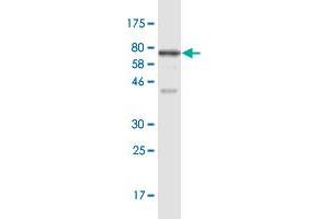 Western Blot detection against Immunogen (77. (RRP9 抗体  (AA 1-475))