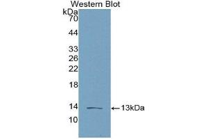Western Blotting (WB) image for anti-Chemokine (C-C Motif) Ligand 16 (CCL16) (AA 20-120) antibody (ABIN1858281) (CCL16 抗体  (AA 20-120))