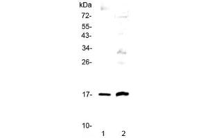 Western blot testing of 1) human A431 and 2) rat PC-12 cell lysate with Epigen antibody at 0. (Epigen 抗体)