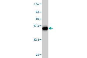 Western Blotting (WB) image for anti-ArfGAP with SH3 Domain, Ankyrin Repeat and PH Domain 1 (ASAP1) (AA 1030-1129) antibody (ABIN565496)
