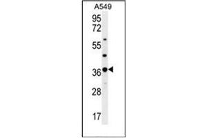 Western Blotting (WB) image for anti-Olfactory Receptor, Family 4, Subfamily M, Member 1 (OR4M1) (AA 276-306), (C-Term) antibody (ABIN953918)