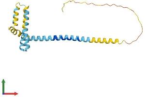 AlphaFold protein structure predicition of Mouse Recombinant Reep1 Protein, UniprotID Q8BGH4