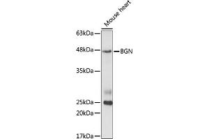 Western blot analysis of extracts of mouse heart cells, using BGN antibody (ABIN6127493, ABIN6137548, ABIN6137549 and ABIN6221449) at 1:1000 dilution. (Biglycan 抗体  (AA 38-368))