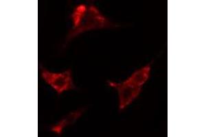 ABIN6274187 staining HepG2 cells by IF/ICC. (ADRA2C 抗体  (Internal Region))