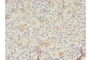 Immunohistochemistry of paraffin-embedded human pancreatic tissue using ABIN7167288 at dilution of 1:100 (RAB3A 抗体  (AA 1-200))