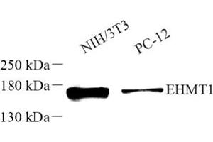 Western blot analysis of EHMT1 (ABIN7073867) at dilution of 1: 500