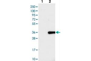 Western blot analysis of Lane 1: Negative control (vector only transfected HEK293T lysate), Lane 2: Over-expression Lysate (Co-expressed with a C-terminal myc-DDK tag (~3. (FAM167A 抗体)