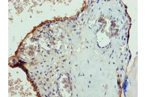 Immunohistochemistry of paraffin-embedded human placenta tissue using ABIN7147242 at dilution of 1:100 (PGS1 抗体  (AA 110-400))
