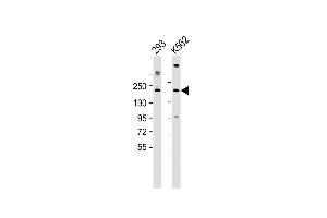 All lanes : Anti-CUX1 Antibody (C-term) at 1:2000 dilution Lane 1: 293 whole cell lysate Lane 2: K562 whole cell lysate Lysates/proteins at 20 μg per lane. (CUX1 抗体  (AA 1347-1374))