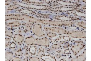 Immunoperoxidase of monoclonal antibody to WTAP on formalin-fixed paraffin-embedded human kidney. (WTAP 抗体  (AA 70-151))