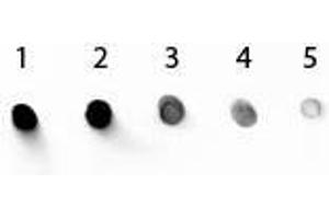 Dot Blot of Mouse IgG1 Secondary Antibody Alkaline Phosphatase Conjugated. (兔 anti-小鼠 IgG1 (Heavy Chain) Antibody (Alkaline Phosphatase (AP)))