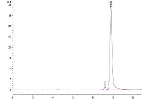 The purity of Human PRL-2 is greater than 95 % as determined by SEC-HPLC. (PTP4A2 Protein (AA 1-164) (His tag))