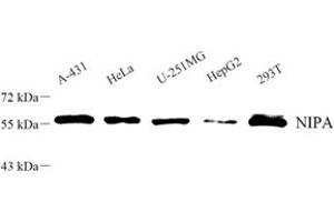 Western blot analysis of NIPA (ABIN7076278) at dilution of 1: 500 (ZC3HC1 抗体)
