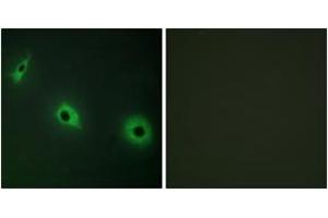 Immunofluorescence (IF) image for anti-Cadherin EGF LAG Seven Pass G-Type Receptor 3 (CELSR3) (AA 91-140) antibody (ABIN2889907) (CELSR3 抗体  (AA 91-140))