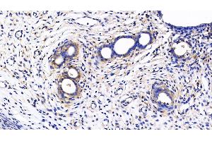 Detection of MMP7 in Rat Uterus Tissue using Polyclonal Antibody to Matrix Metalloproteinase 7 (MMP7) (MMP7 抗体  (AA 1-267))