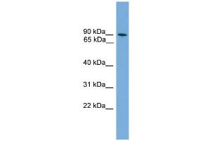 WB Suggested Anti-ZNF782 Antibody Titration: 0. (ZNF782 抗体  (N-Term))