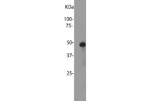 Blot of bovine retinal extracts probed with ABIN1580413. (SAG 抗体)