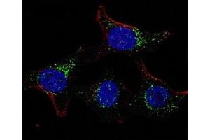 Fluorescent confocal image of HeLa cells stained with PDK4 antibody. (PDK4 抗体  (AA 382-410))