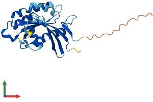 Protein Structure (PS) image for RAB39A, Member RAS Oncogene Family (RAB39A) (AA 1-217) protein (His tag) (ABIN7551178)