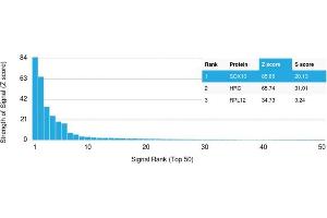 Analysis of Protein Array containing more than 19,000 full-length human proteins using SOX10 Mouse Monoclonal Antibody (SOX10/992). (SOX10 抗体  (AA 115-269))