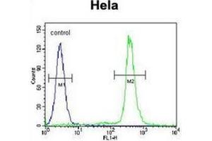 Flow cytometric analysis of Hela cells using LIN28A Antibody (Center) Cat. (LIN28A 抗体  (Middle Region))