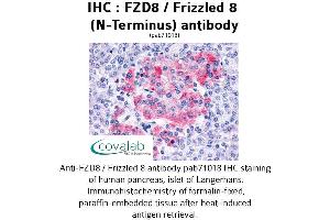 Image no. 1 for anti-Frizzled Family Receptor 8 (FZD8) (Extracellular Domain), (N-Term) antibody (ABIN1734511) (FZD8 抗体  (Extracellular Domain, N-Term))