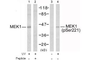 Image no. 2 for anti-Mitogen-Activated Protein Kinase Kinase 1 (MAP2K1) (Ser221) antibody (ABIN197388)