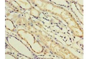 IHC analysis of paraffin-embedded human kidney tissue, using IFNA14 antibody (1/100 dilution). (IFNa14 抗体  (AA 24-189))