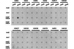 Dot-blot analysis of all sorts of methylation peptides using H3R2me2a antibody. (Histone 3 抗体  (H3R2me2a))