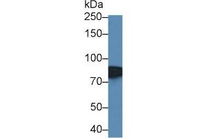 Mouse Detection antibody from the kit in WB with Positive Control:  Sample Human serum.