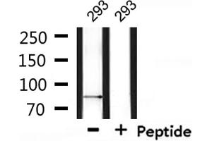 Western blot analysis of extracts from 293, using SENP5 Antibody. (SENP5 抗体)