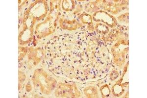 Immunohistochemistry of paraffin-embedded human kidney tissue using ABIN7158587 at dilution of 1:100 (LHB 抗体  (AA 21-141))