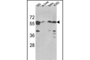 Western blot analysis of hSPTLC1-S41 (ABIN389108 and ABIN2839298) in 293, Hela, K562 cell line and mouse liver tissue lysates (35 μg/lane). (SPTLC1 抗体  (N-Term))