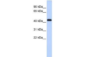 WB Suggested Anti-TRAF1 Antibody Titration:  0. (TRAF1 抗体  (Middle Region))