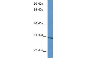 WB Suggested Anti-Rpl5 Antibody Titration: 1. (RPL5 抗体  (C-Term))