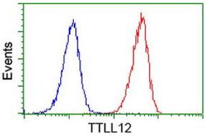 Image no. 3 for anti-Tubulin tyrosine Ligase-Like Family, Member 12 (TTLL12) antibody (ABIN1499030) (TTLL12 抗体)