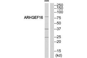 Western Blotting (WB) image for anti-rho Guanine Nucleotide Exchange Factor (GEF) 16 (ARHGEF16) (Internal Region) antibody (ABIN1852030) (ARHGEF16 抗体  (Internal Region))