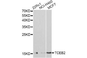 Western blot analysis of extracts of various cell lines, using TCEB2 antibody (ABIN6292903) at 1:1000 dilution. (TCEB2 抗体)