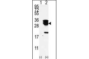 Western blot analysis of E2EPF (arrow) using E2EPF Antibody (N-term) (ABIN388857 and ABIN2839159). (UBE2S 抗体  (N-Term))