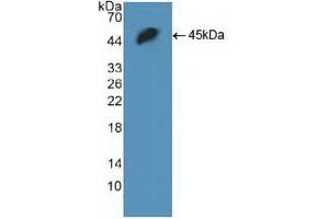 Western blot analysis of recombinant Human H2AFX. (H2AFX 抗体  (AA 2-143))