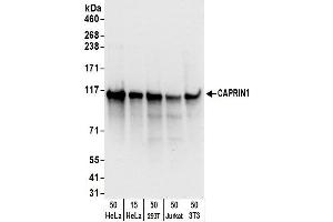 anti-Cell Cycle Associated Protein 1 (Caprin-1) (AA 450-500) antibody