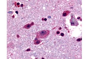 Anti-LGR4 antibody IHC of human brain, cortex. (LGR4 抗体  (C-Term))