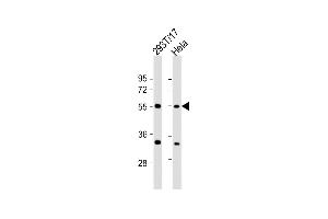 All lanes : Anti-AS Antibody (C-Term) at 1:2000 dilution Lane 1: 293T/17 whole cell lysate Lane 2: Hela whole cell lysate Lysates/proteins at 20 μg per lane. (Adracalin 抗体  (AA 395-425))