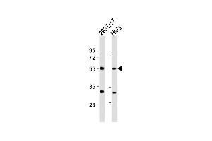 All lanes : Anti-AS Antibody (C-Term) at 1:2000 dilution Lane 1: 293T/17 whole cell lysate Lane 2: Hela whole cell lysate Lysates/proteins at 20 μg per lane.