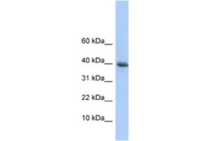 Western Blotting (WB) image for anti-Polymerase (RNA) II (DNA Directed) Polypeptide I, 14.5kDa (POLR2I) antibody (ABIN2461215) (POLR2I 抗体)