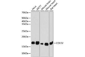 Western blot analysis of extracts of various cell lines, using COX IV Rabbit mAb (ABIN7266641) at 1:1000 dilution. (COX IV 抗体)